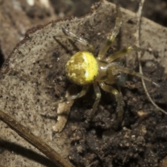 Araneus albotriangulus at Higgins, ACT - 10 Apr 2023