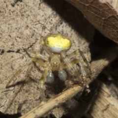 Araneus albotriangulus at Higgins, ACT - 10 Apr 2023 01:48 PM