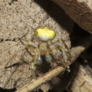 Araneus albotriangulus at Higgins, ACT - 10 Apr 2023 01:48 PM