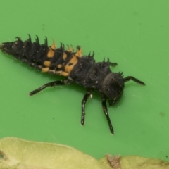 Harmonia conformis (Common Spotted Ladybird) at Higgins, ACT - 10 Apr 2023 by AlisonMilton