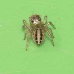 Maratus scutulatus (A jumping spider) at Higgins, ACT - 10 Apr 2023 by AlisonMilton