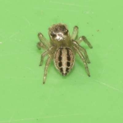 Maratus scutulatus (A jumping spider) at Higgins, ACT - 10 Apr 2023 by AlisonMilton