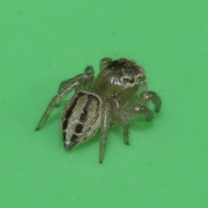 Maratus scutulatus at Higgins, ACT - 10 Apr 2023 02:44 PM