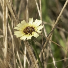 Tolpis barbata (Yellow Hawkweed) at Coree, ACT - 6 Apr 2023 by Untidy