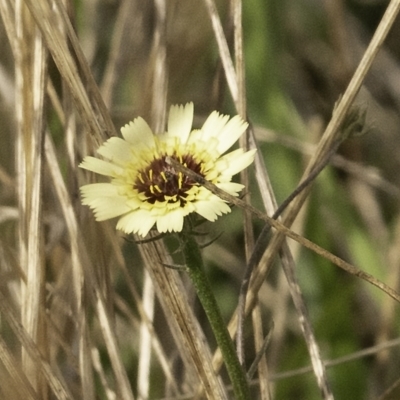 Tolpis barbata (Yellow Hawkweed) at Coree, ACT - 6 Apr 2023 by Untidy