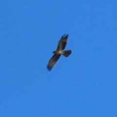 Hieraaetus morphnoides (Little Eagle) at Kingston, ACT by RodDeb
