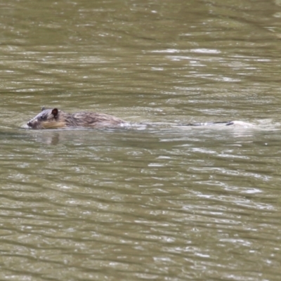 Hydromys chrysogaster (Rakali or Water Rat) at Fyshwick, ACT - 14 Apr 2023 by RodDeb