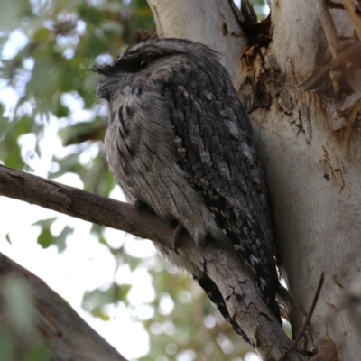 Podargus strigoides (Tawny Frogmouth) at Fyshwick, ACT - 14 Apr 2023 by RodDeb