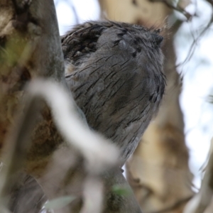 Podargus strigoides at Fyshwick, ACT - 14 Apr 2023