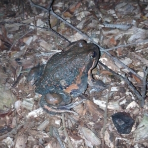 Limnodynastes dumerilii at Tarago, NSW - 14 Apr 2023