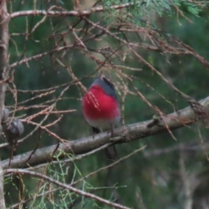 Petroica rosea at Fyshwick, ACT - 14 Apr 2023