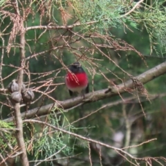 Petroica rosea at Fyshwick, ACT - 14 Apr 2023