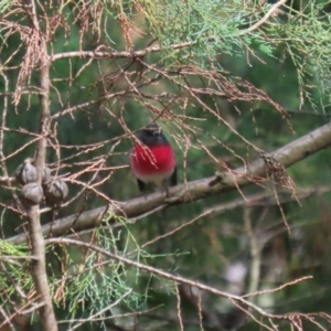 Petroica rosea at Fyshwick, ACT - 14 Apr 2023