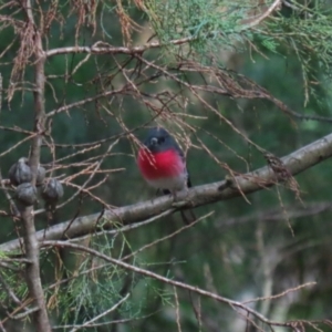 Petroica rosea at Fyshwick, ACT - 14 Apr 2023