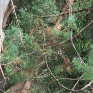 Petroica rosea at Fyshwick, ACT - 14 Apr 2023