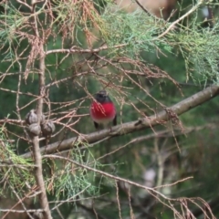 Petroica rosea at Fyshwick, ACT - 14 Apr 2023