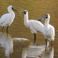 Platalea regia (Royal Spoonbill) at Bungendore, NSW - 14 Apr 2023 by Harrisi