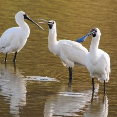 Platalea regia (Royal Spoonbill) at Bungendore, NSW - 14 Apr 2023 by Harrisi