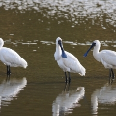 Platalea regia at Bungendore, NSW - 14 Apr 2023