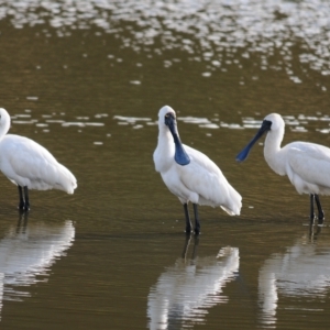 Platalea regia at Bungendore, NSW - 14 Apr 2023