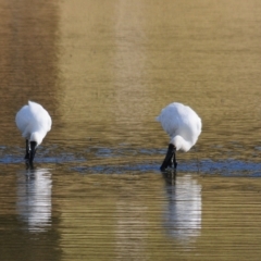 Platalea regia at Bungendore, NSW - 14 Apr 2023