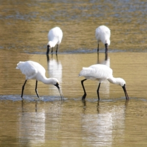 Platalea regia at Bungendore, NSW - 14 Apr 2023