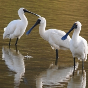 Platalea regia at Bungendore, NSW - 14 Apr 2023