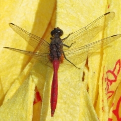 Orthetrum villosovittatum (Fiery Skimmer) at Wellington Point, QLD - 12 Apr 2023 by TimL