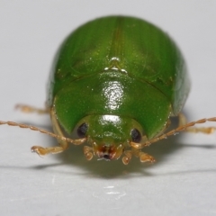 Paropsides calypso (Lilly Pilly Leaf Beetle) at Wellington Point, QLD - 12 Apr 2023 by TimL