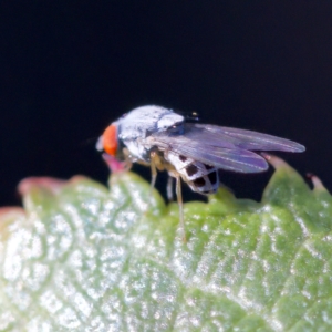 Luzonimyia cineracea at suppressed - suppressed