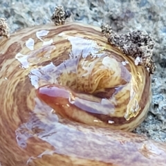 Lenkunya virgata (Brown-streaked planarian) at Holt, ACT - 15 Apr 2023 by trevorpreston