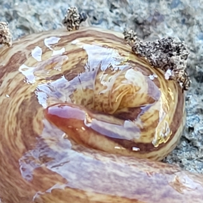 Lenkunya virgata (Brown-streaked planarian) at Holt, ACT - 15 Apr 2023 by trevorpreston