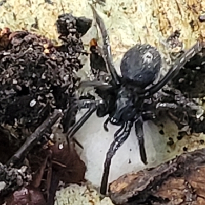Unverified Spider at Holt, ACT - 15 Apr 2023 by trevorpreston