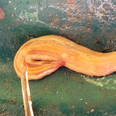 Lenkunya virgata (Brown-streaked planarian) at Holt, ACT - 15 Apr 2023 by trevorpreston