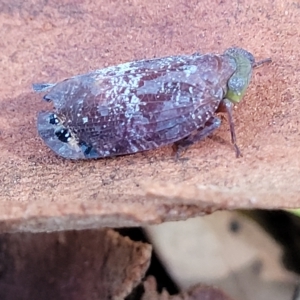 Platybrachys decemmacula at Holt, ACT - 15 Apr 2023 10:46 AM