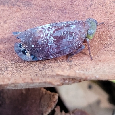 Platybrachys decemmacula (Green-faced gum hopper) at Holt, ACT - 15 Apr 2023 by trevorpreston