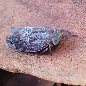 Platybrachys decemmacula at Holt, ACT - 15 Apr 2023 10:46 AM