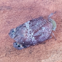 Platybrachys decemmacula at Holt, ACT - 15 Apr 2023 10:46 AM