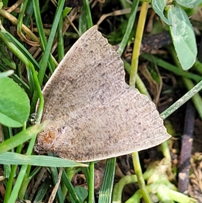 Authaemon stenonipha (Pale-bordered Cape-moth (Ennominae)) at Holt, ACT - 15 Apr 2023 by trevorpreston