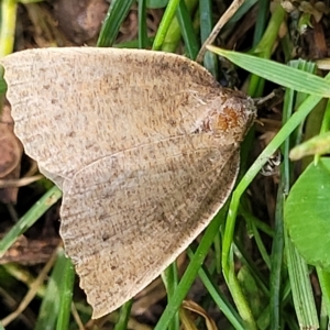 Authaemon stenonipha at Holt, ACT - 15 Apr 2023 11:01 AM