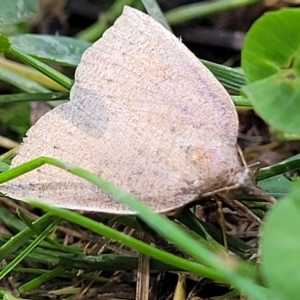 Authaemon stenonipha at Holt, ACT - 15 Apr 2023 11:01 AM