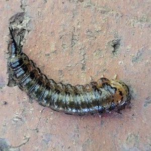 Pterygophorinae (subfamily) at Holt, ACT - 15 Apr 2023 11:13 AM