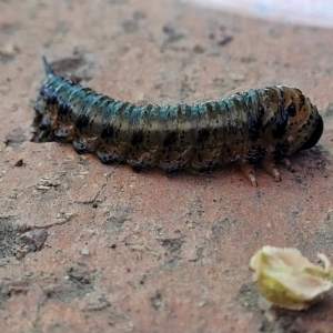 Pterygophorinae (subfamily) at Holt, ACT - 15 Apr 2023 11:13 AM