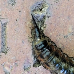 Pterygophorinae (subfamily) at Holt, ACT - 15 Apr 2023 11:13 AM