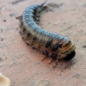 Pterygophorinae (subfamily) at Holt, ACT - 15 Apr 2023 11:13 AM