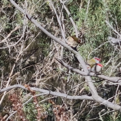 Neochmia temporalis (Red-browed Finch) at Bungendore, NSW - 15 Apr 2023 by clarehoneydove