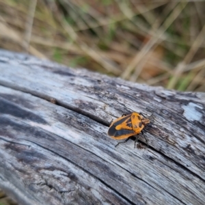 Agonoscelis rutila at Bungendore, NSW - suppressed