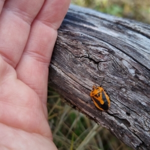 Agonoscelis rutila at Bungendore, NSW - suppressed