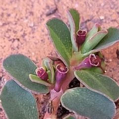 Euphorbia dallachyana (Mat Spurge, Caustic Weed) at Holt, ACT - 15 Apr 2023 by trevorpreston