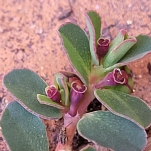 Euphorbia dallachyana at Holt, ACT - 15 Apr 2023 11:32 AM